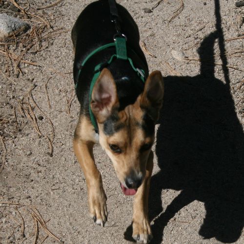 A black and brown dog running with his ears flapping.